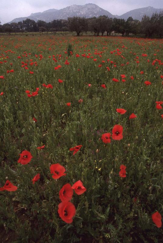 France 99 Poppies and Hills.jpg